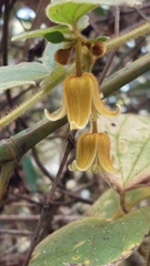 Clematis leschenaultiana