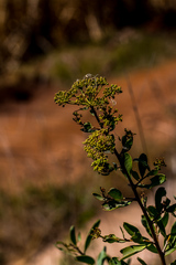 Heteromorpha arborescens collina