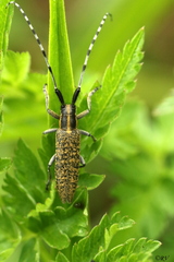 Agapanthia villosoviridescens