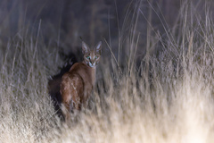 Caracal caracal