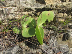 Hylotelephium caucasicum