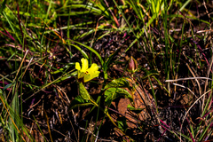 Hibiscus aethiopicus