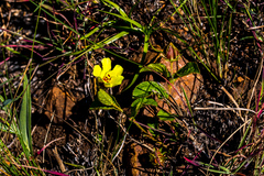 Hibiscus aethiopicus