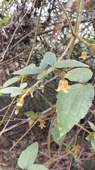 Clematis leschenaultiana