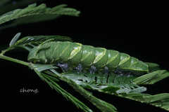 Polyura athamas
