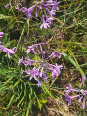 Tulbaghia