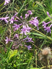 Tulbaghia