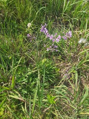 Tulbaghia