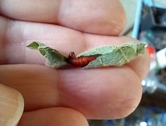 Rhectocraspeda periusalis