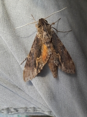Erinnyis oenotrus