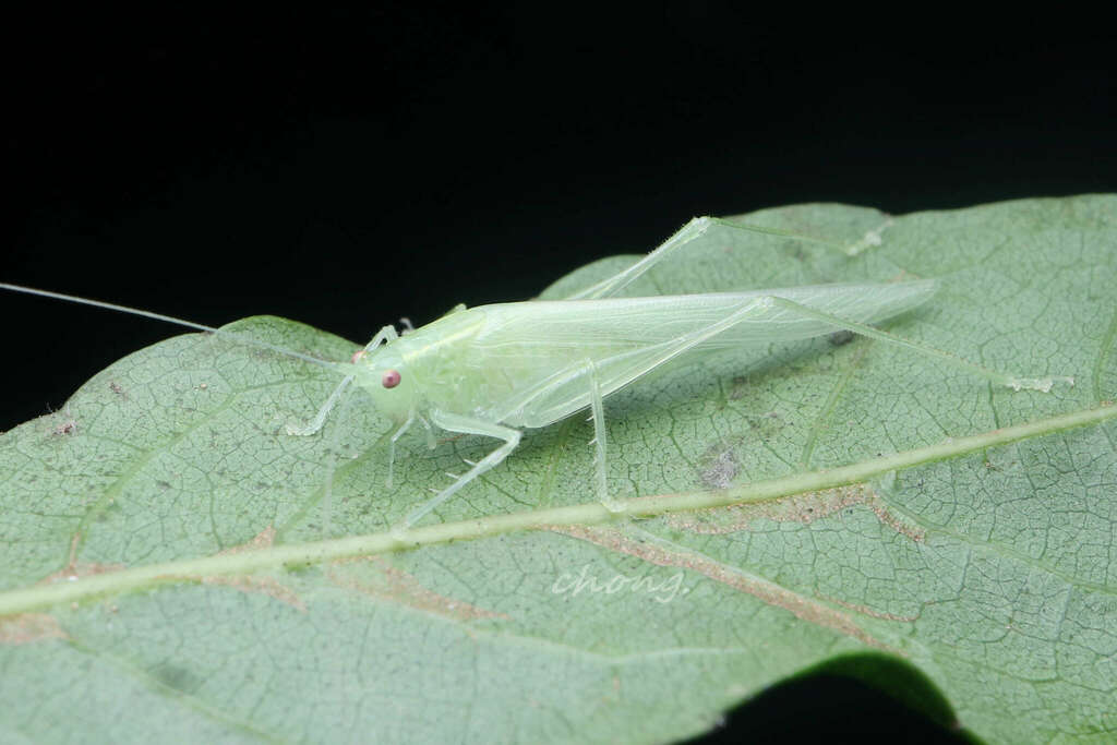Decma tristis
