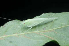 Decma tristis