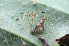 Meotipa pseudopicturata