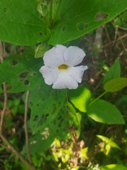 Thunbergia natalensis