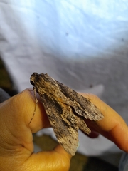 Erinnyis oenotrus