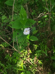 Thunbergia natalensis