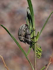 Heilipodus argentinicus