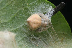 Eriovixia
