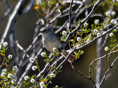 Serpophaga griseicapilla