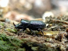 Sinodendron cylindricum