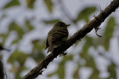Empidonax virescens