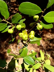 Phyllanthaceae
