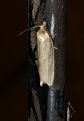 Clepsis divulsana
