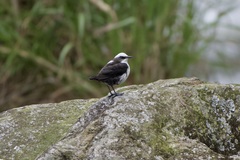 Cinclus leucocephalus