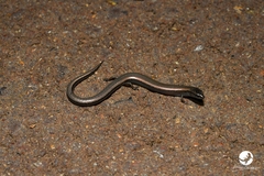 Hemiergis initialis