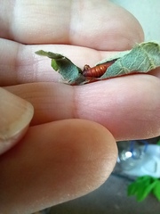Rhectocraspeda periusalis