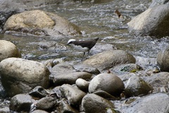 Cinclus leucocephalus