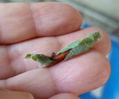 Rhectocraspeda periusalis