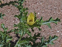 Argemone subfusiformis