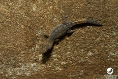 Crenadactylus ocellatus