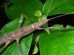 Neohirasea hongkongensis