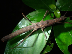 Neohirasea hongkongensis