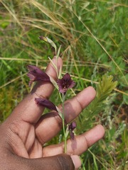 Gladiolus woodii