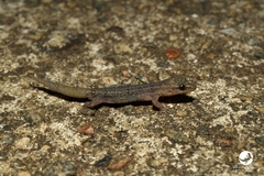 Crenadactylus ocellatus