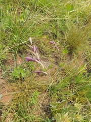 Gladiolus woodii