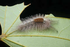 Dasychira chekiangensis