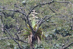 Tillandsia fendleri