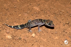Underwoodisaurus milii