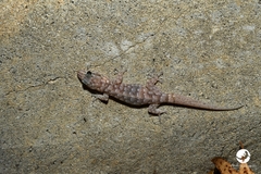 Gehyra variegata