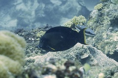 Acanthurus pyroferus