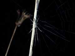 Tetragnatha ceylonica