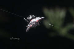 Gasteracantha diardi