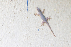 Hemidactylus platyurus