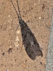 Triplectidinae