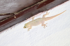 Hemidactylus garnotii