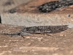 Triplectidinae